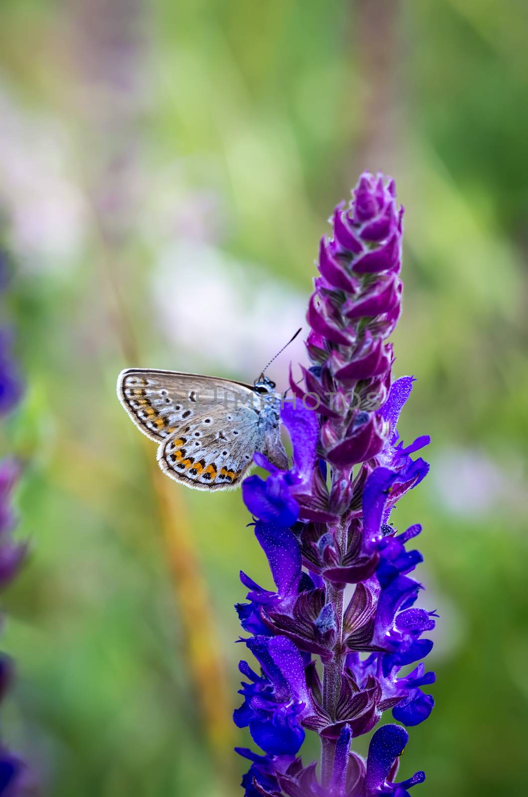 Little butterfly on a summer meadow flower