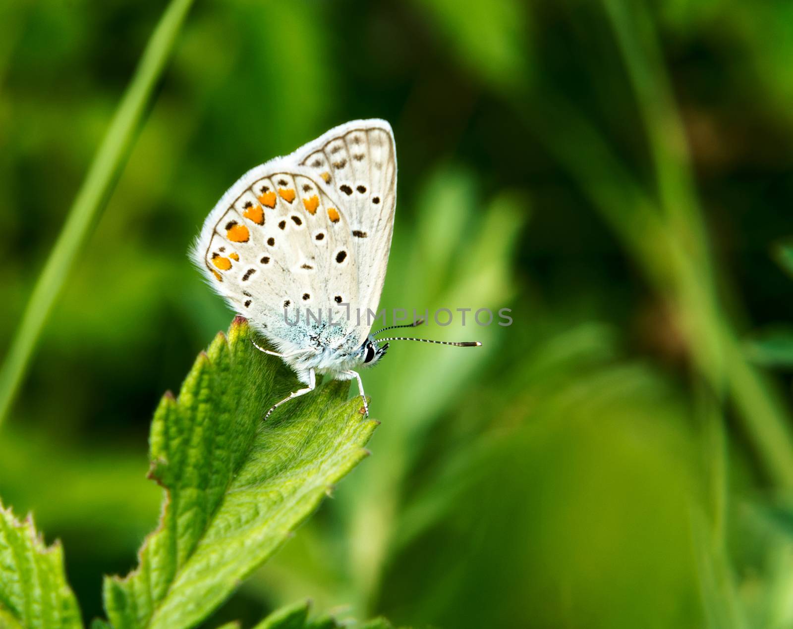 Little butterfly on a summer meadow flower