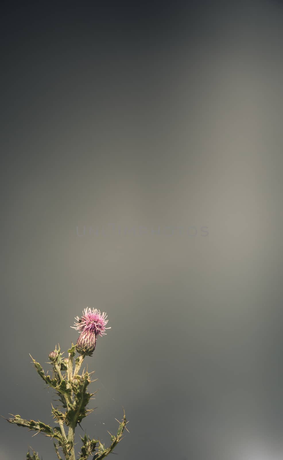 Stormy Scottish Thistle by mrdoomits