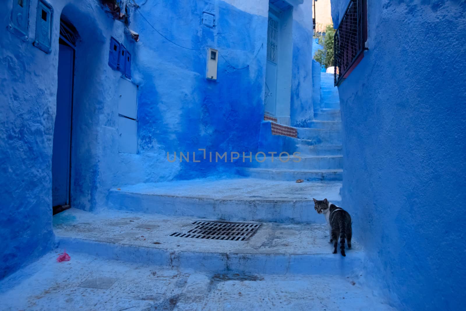 Cat in Chefchaouen, the blue city in the Morocco. by johnnychaos