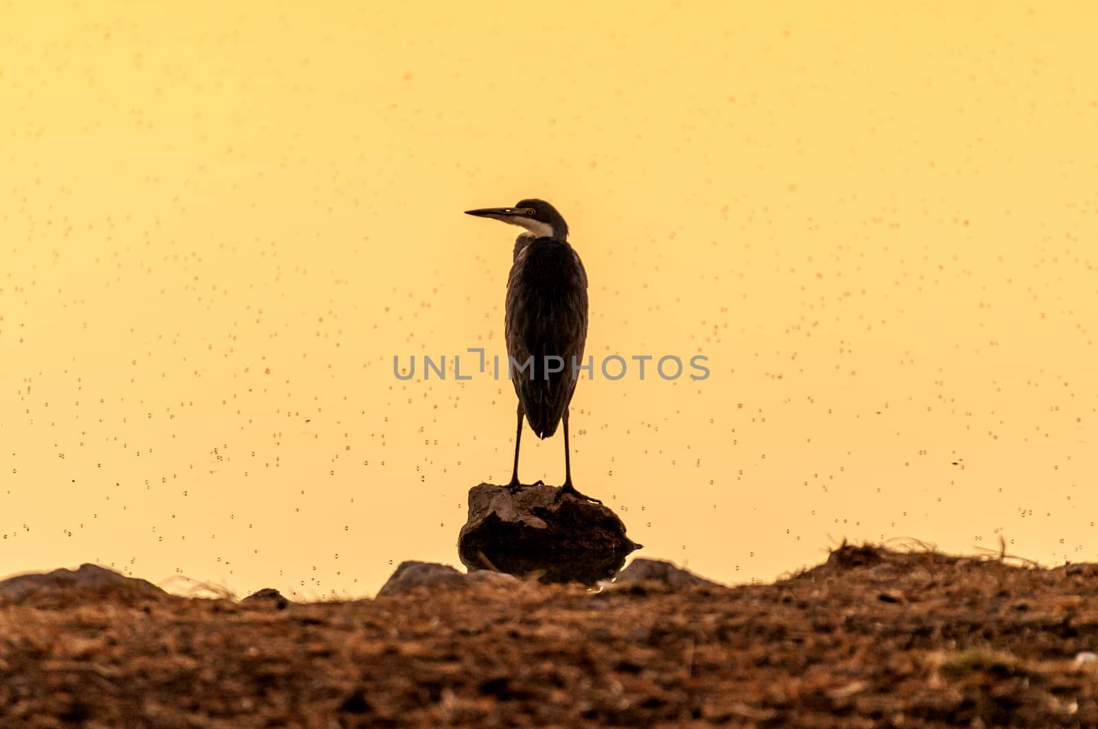 Silhouette of a grey heron a sunset at a waterhole in Northern Namibia