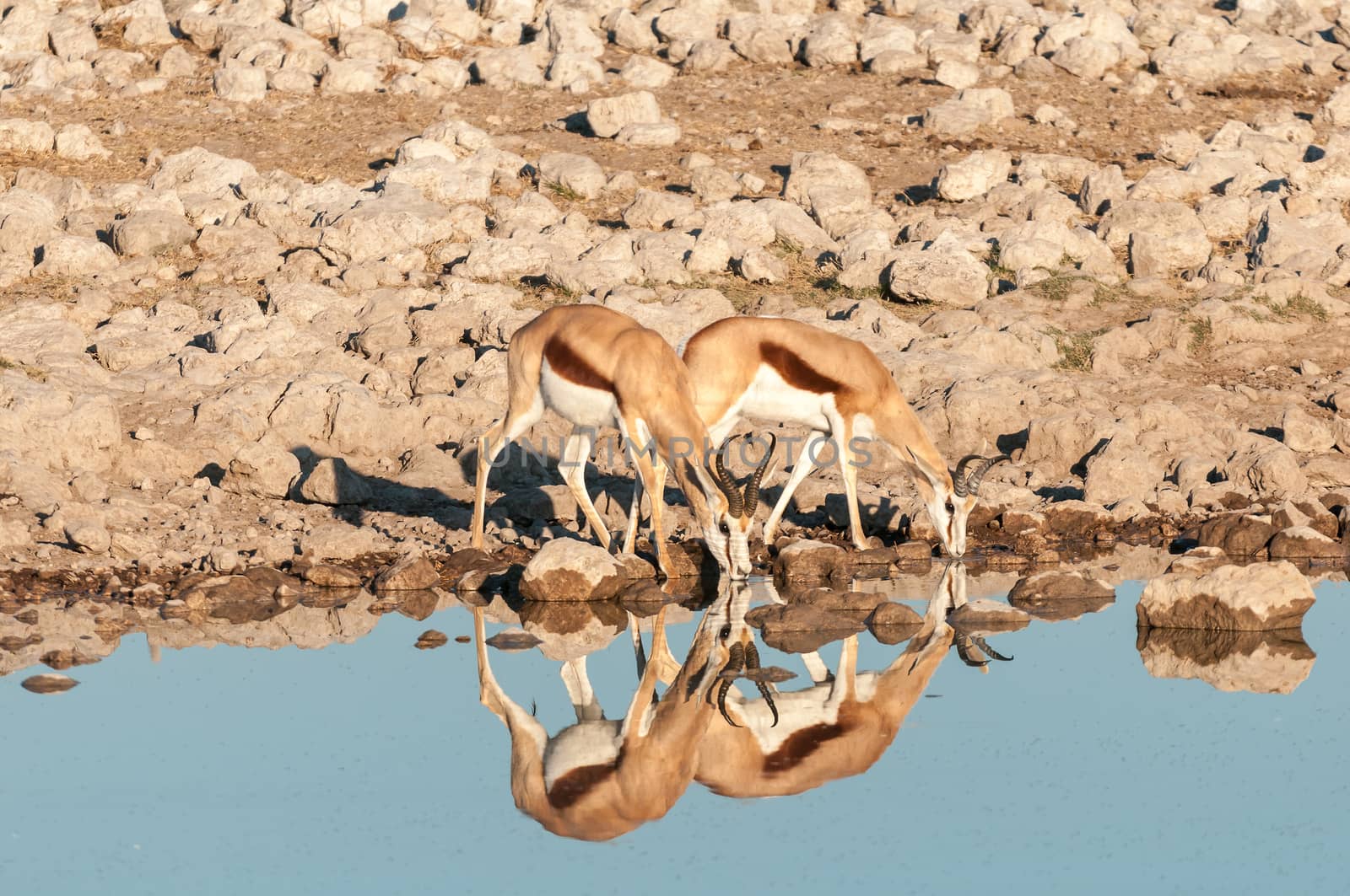 Two springboks (Antidorcas marsupialis) with reflections drinking water at a waterhole in Northern Namibia