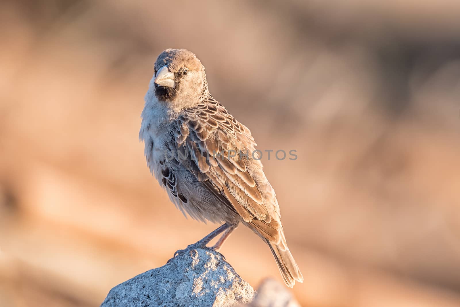 A sociable weaver, Philetairus socius, on a rock in Northern Namibia