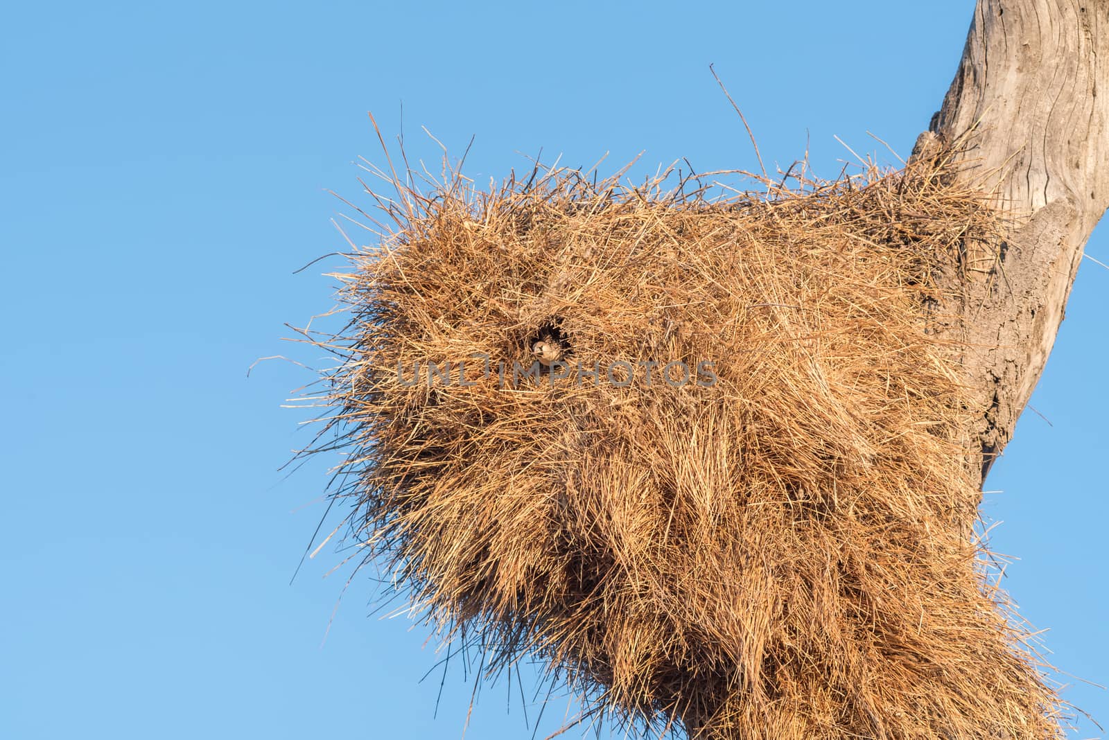 A sociable weaver, Philetairus socius, in the entrance to a chamber in a community nest in Northern Namibia