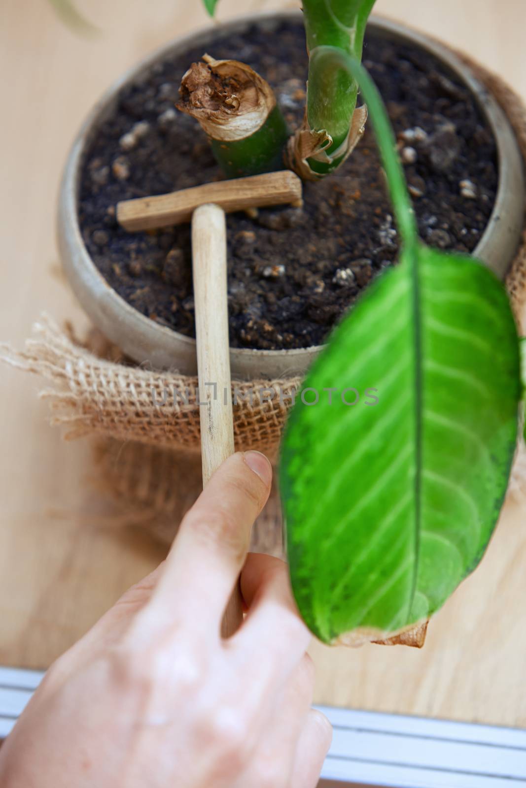 Woman gardening potted plant