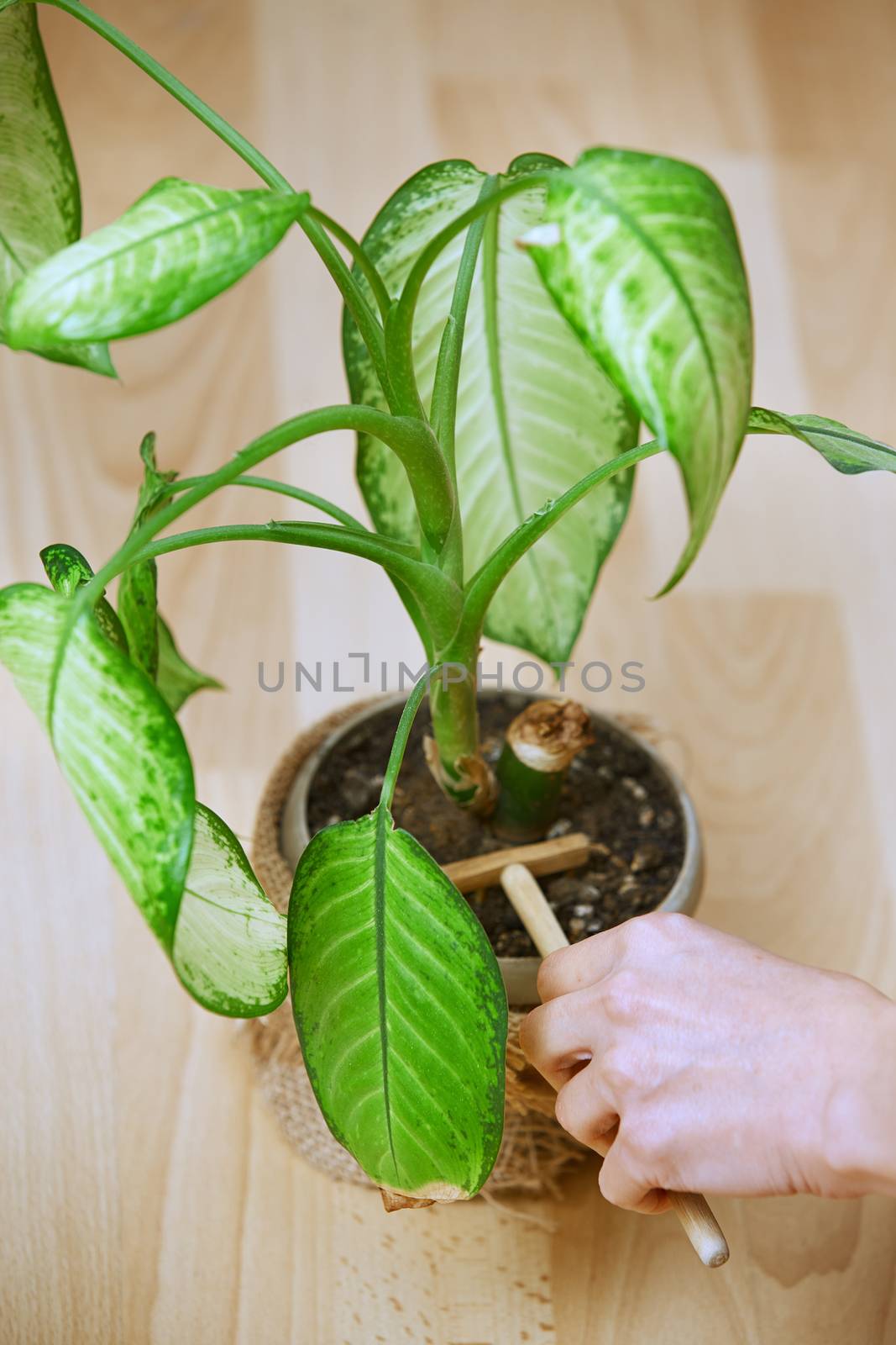 Woman gardening potted plant