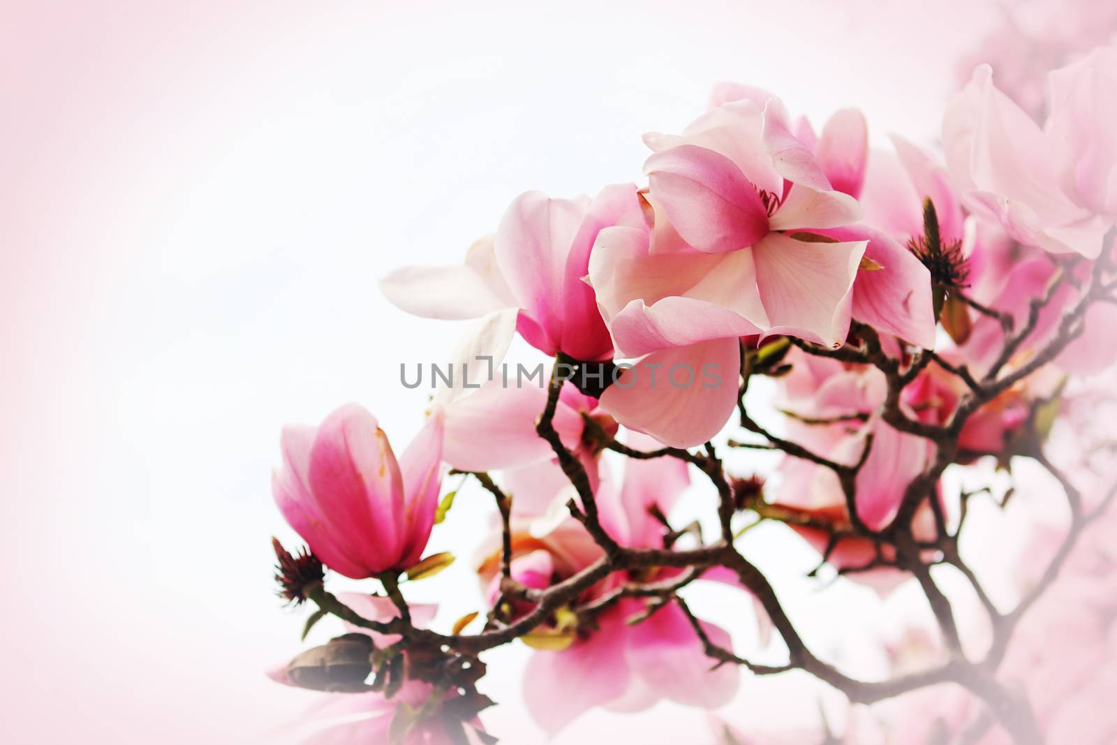 Beautiful magnolia flower on pink background