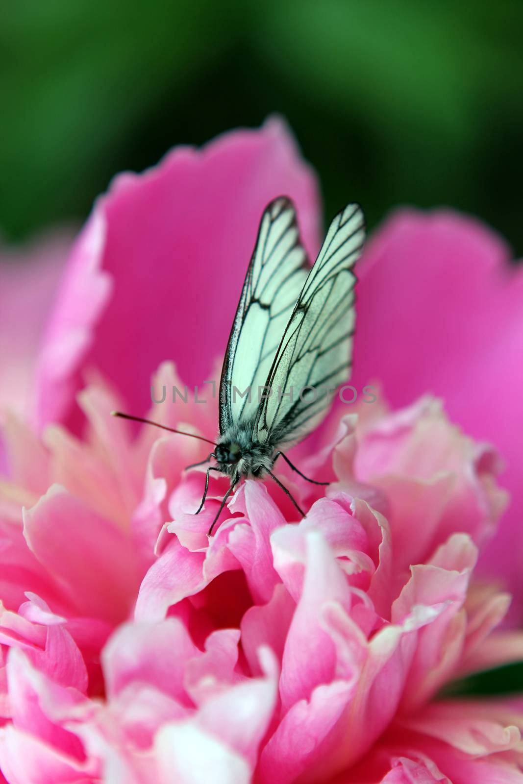 Butterfly on a pink peony flower