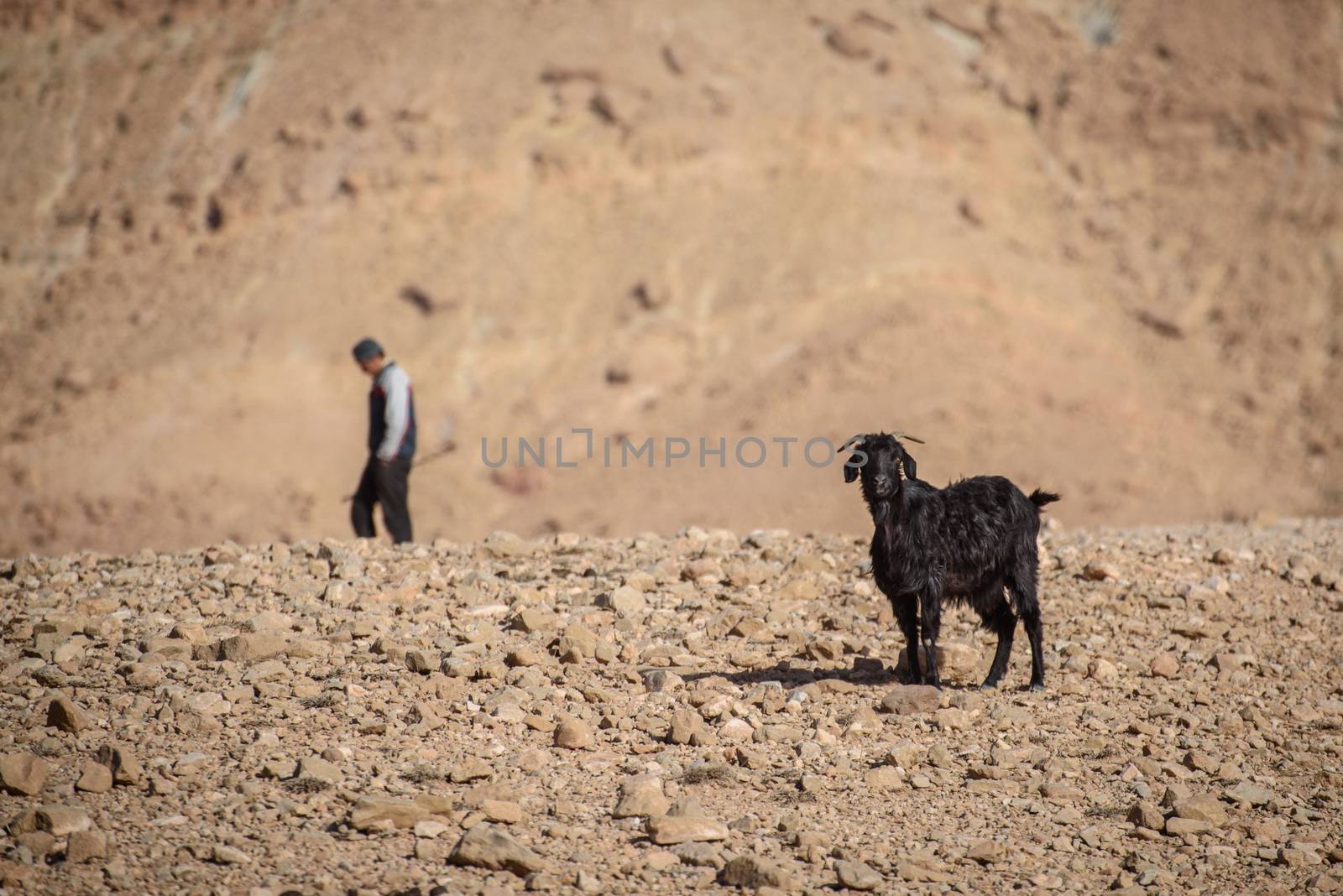 One young goat walking on rocks in Moroccan Atlas mountains.