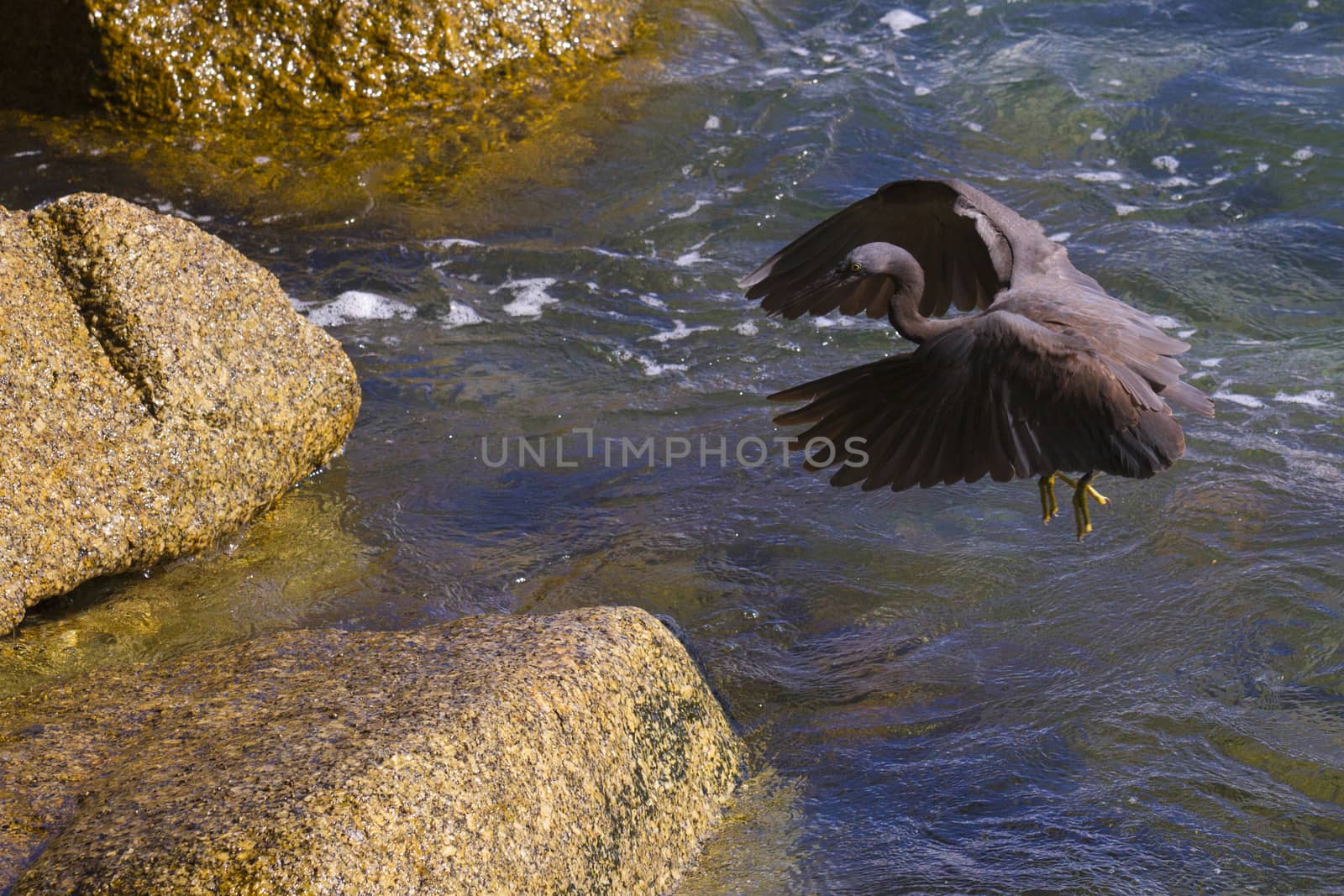 pacific reef egret, black pacific reef egret looking for fish at by jee1999