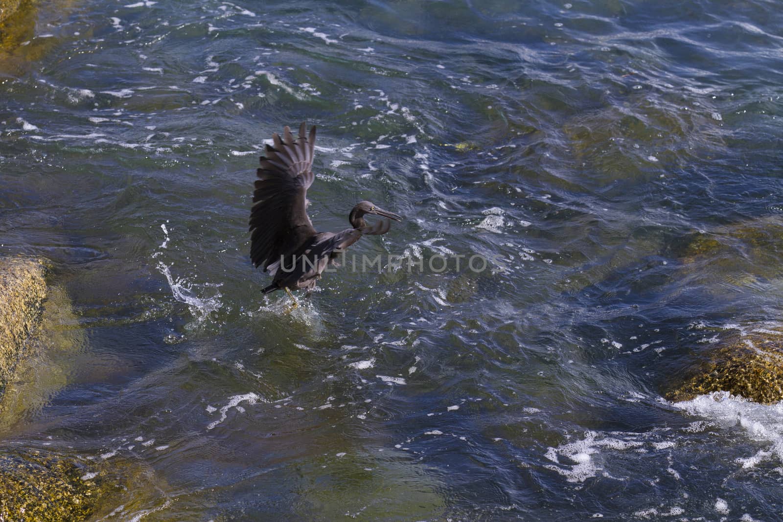 Pacific Reef Egret on the rock seaside aisia beach, black pacific reef egret looking for fish at beach rock.