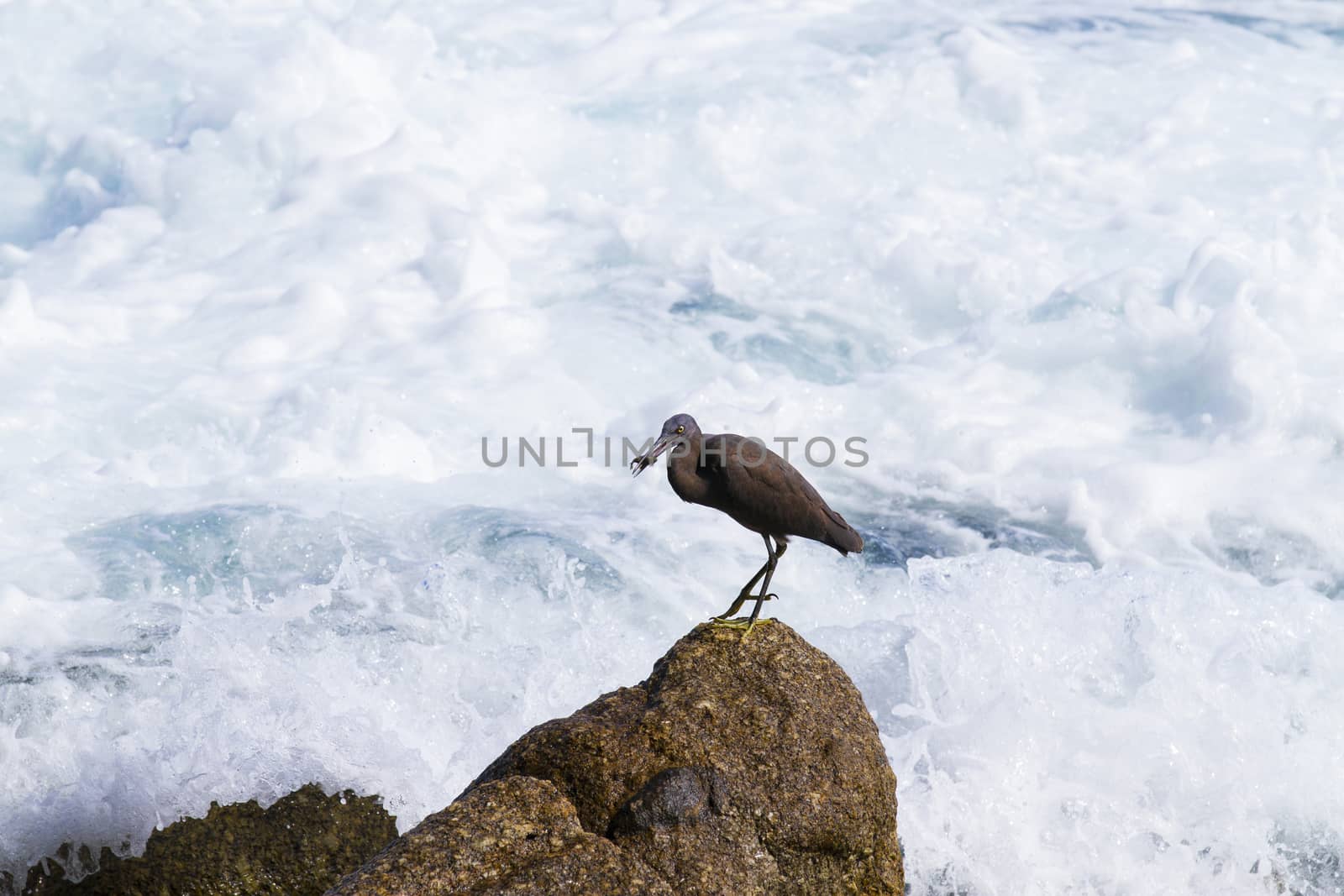 Pacific Reef Egret on the rock seaside aisia beach, black pacific reef egret looking for fish at beach rock.