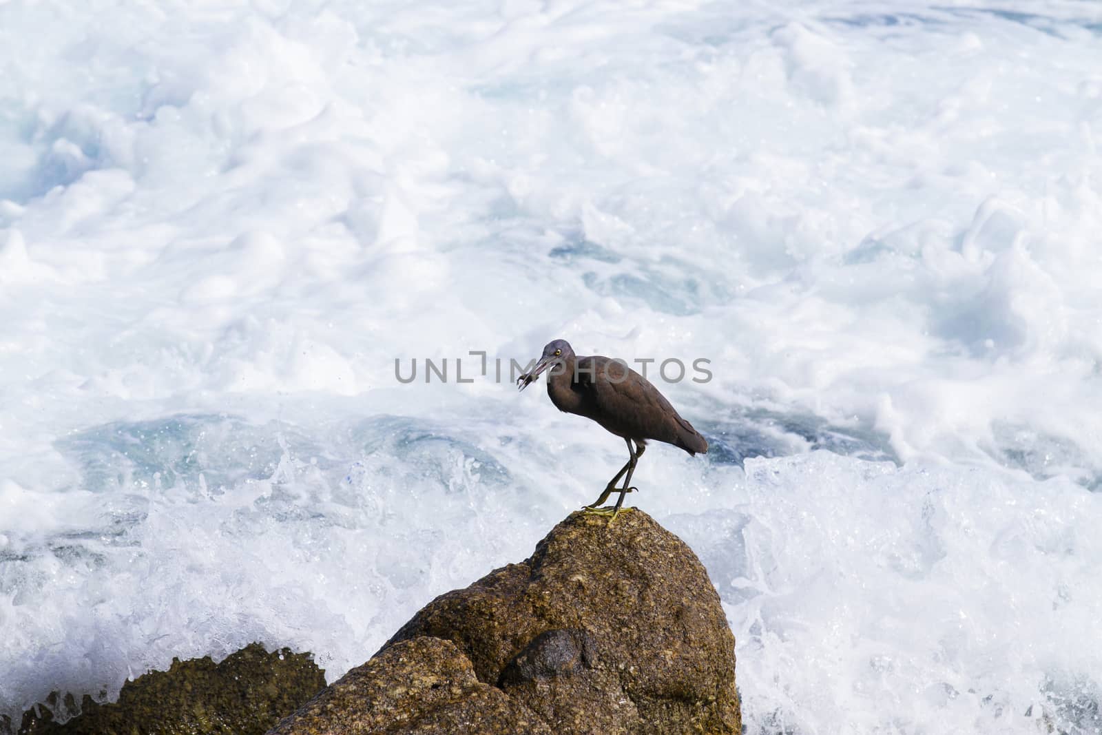 pacific reef egret, black pacific reef egret looking for fish at by jee1999