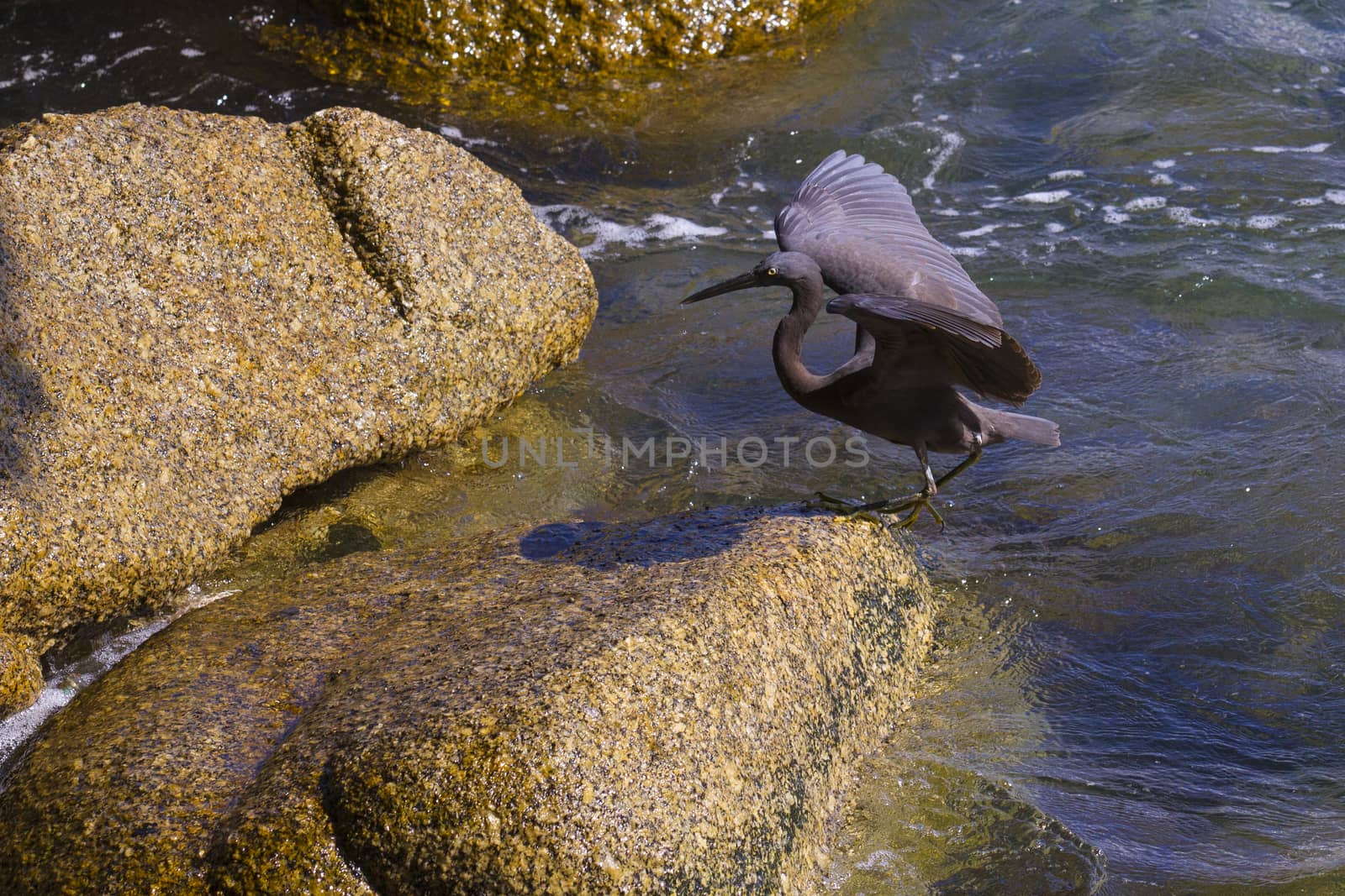 Pacific Reef Egret on the rock seaside aisia beach, black pacific reef egret looking for fish at beach rock.