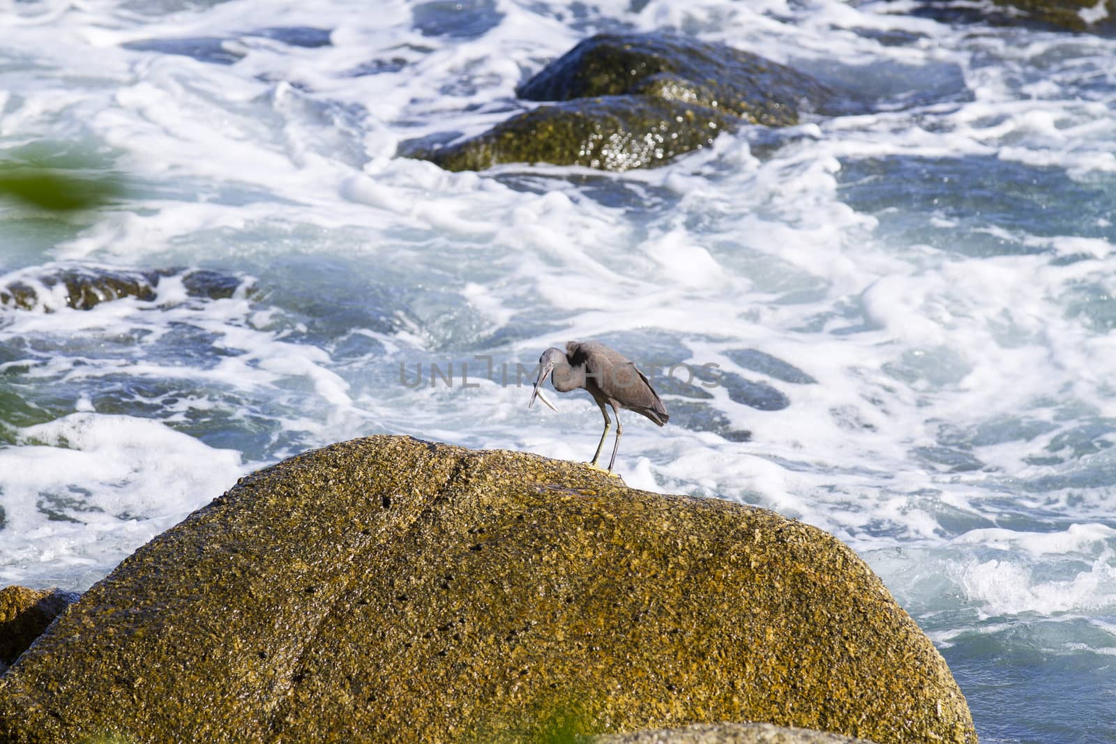 Pacific Reef Egret on the rock seaside aisia beach, black pacific reef egret looking for fish at beach rock.