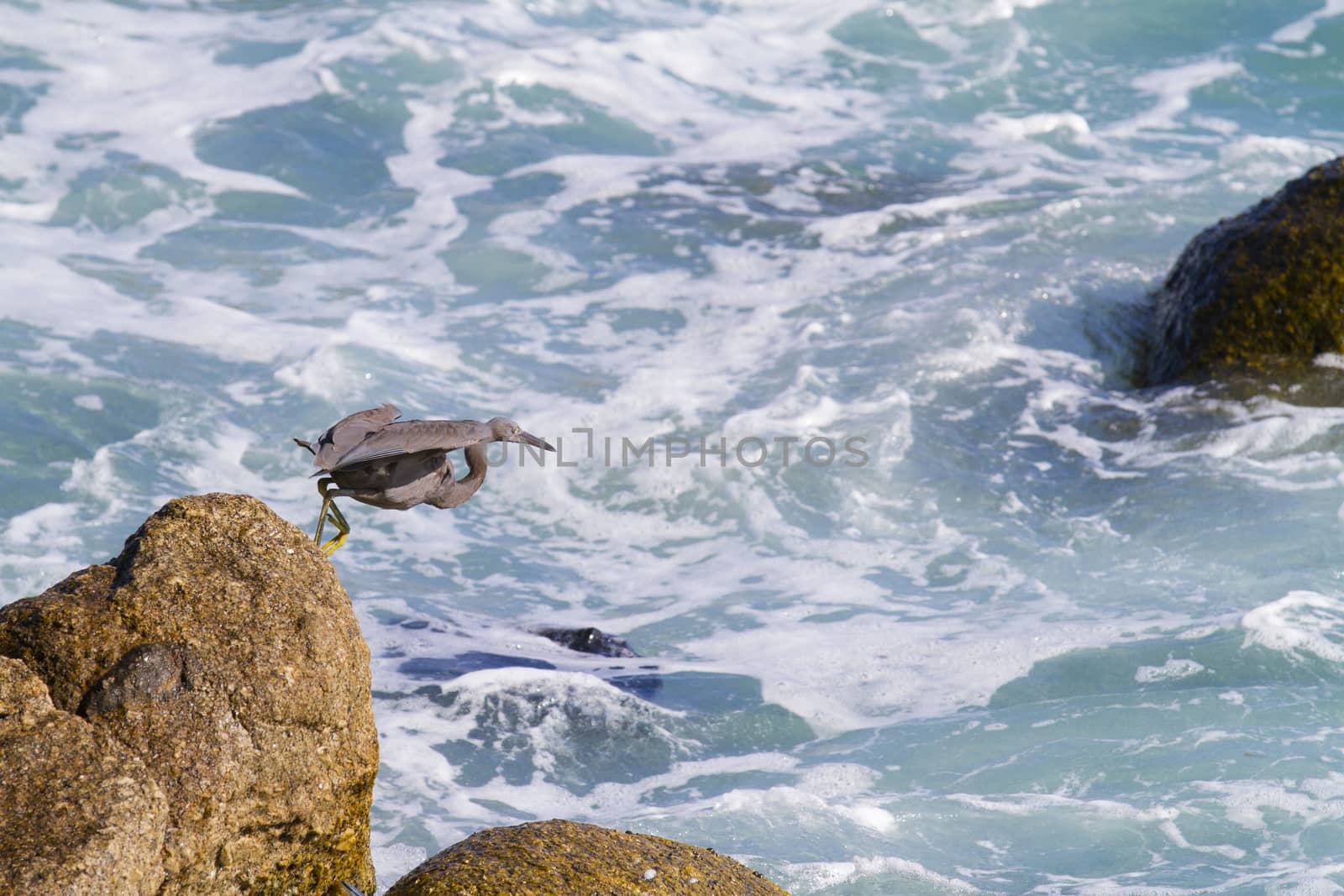 pacific reef egret, black pacific reef egret looking for fish at by jee1999