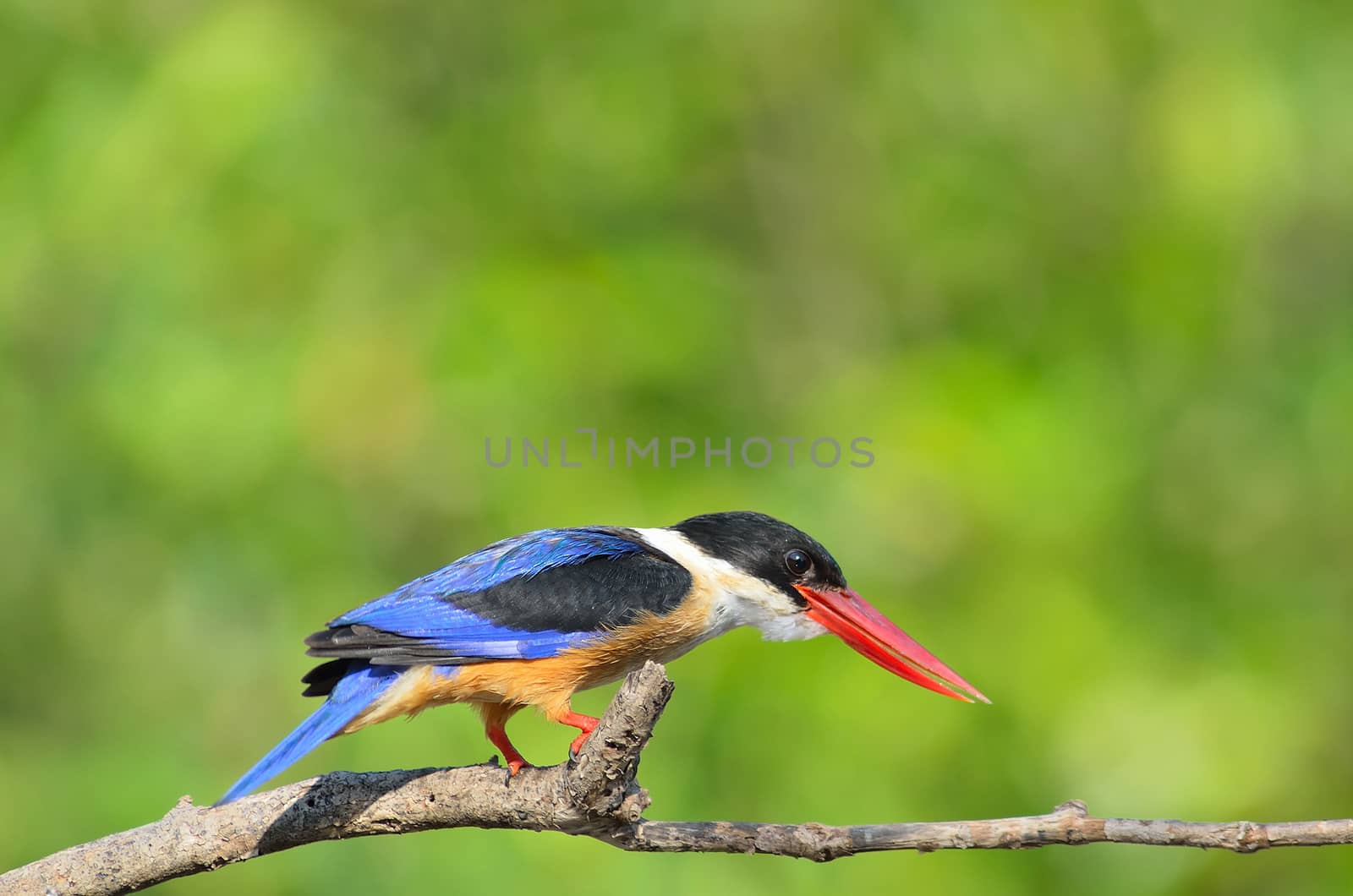 Bird (Black-capped Kingfisher Halcyon pileata) purple-blue wings and back black head and shoulders white neck collar and throat and rufous underparts perched on a tree in the forest.