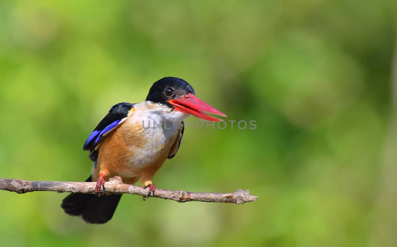 Bird (Black-capped Kingfisher Halcyon pileata) purple-blue wings and back black head and shoulders white neck collar and throat and rufous underparts perched on a tree in the forest.