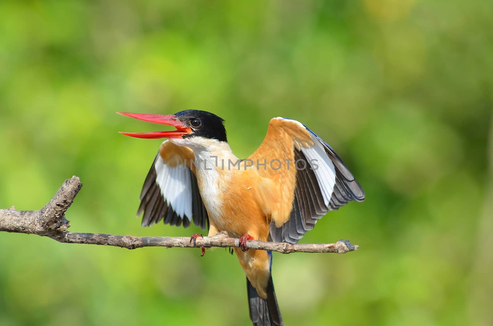 Bird (Black-capped Kingfisher Halcyon pileata) purple-blue wings and back black head and shoulders white neck collar and throat and rufous underparts perched on a tree in the forest.