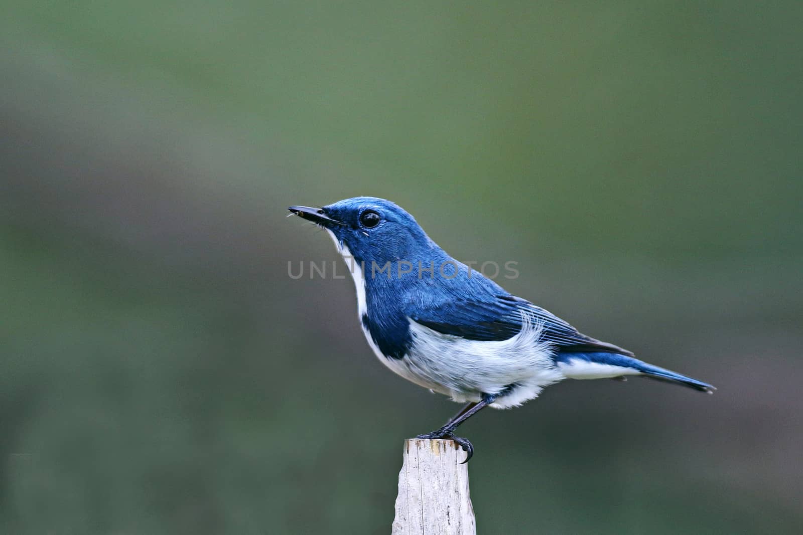 A beautiful bird in the wild Asia. White-browed blue flycatcher or Ultramarine flycatcher (Ficedula superciliaris) the beautiful blue bird perching on the curve stick isolated .