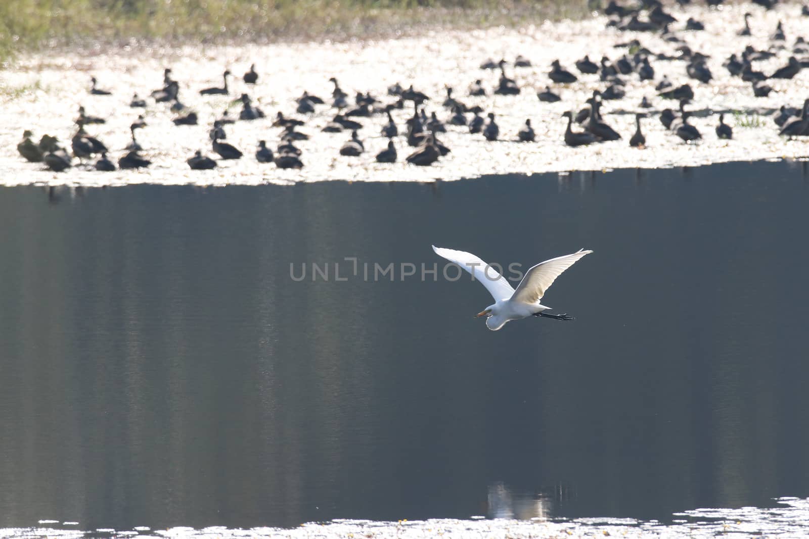 The birds in the wild Asia. by jee1999