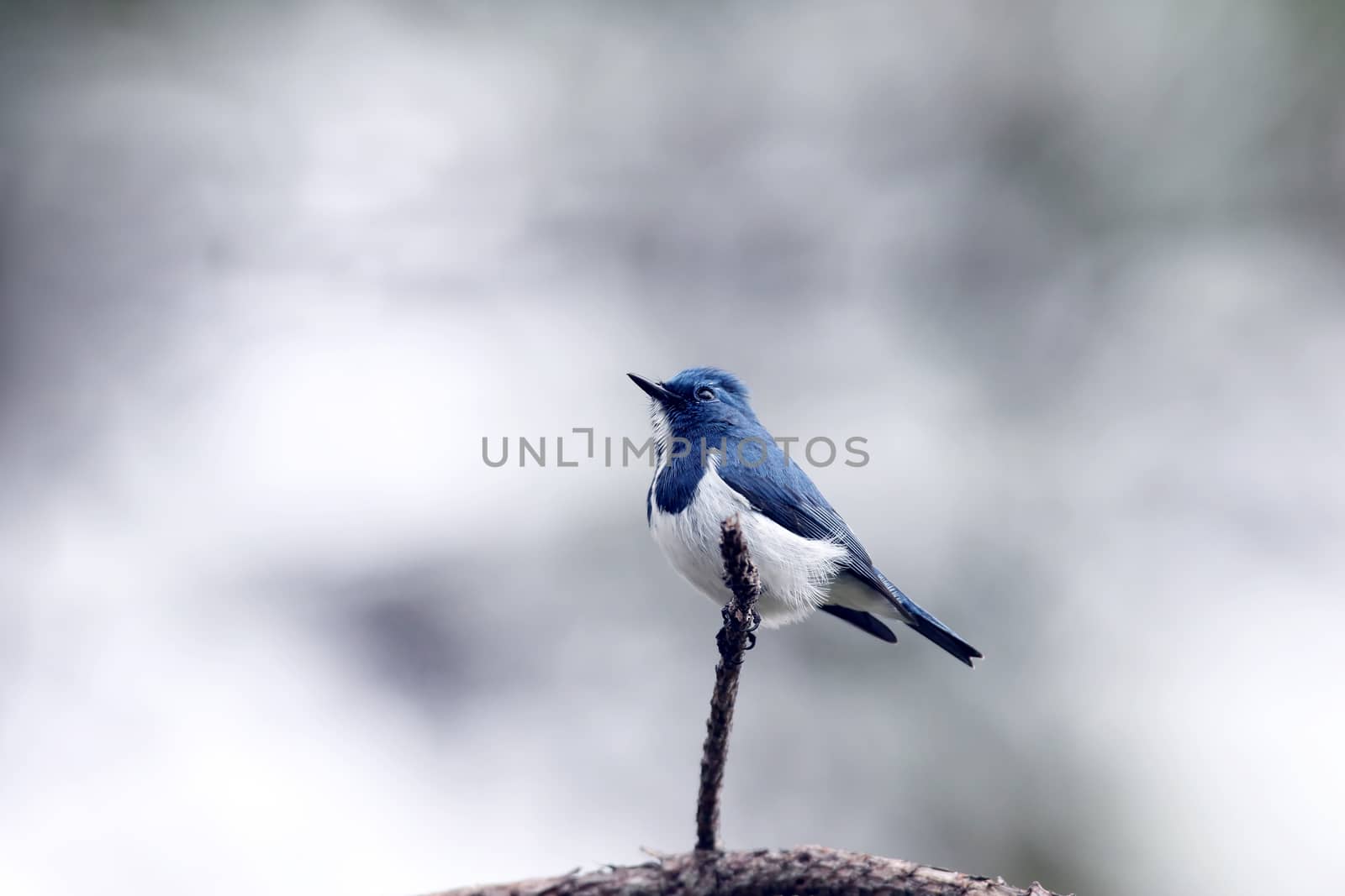 The birds in the wild Asia. by jee1999