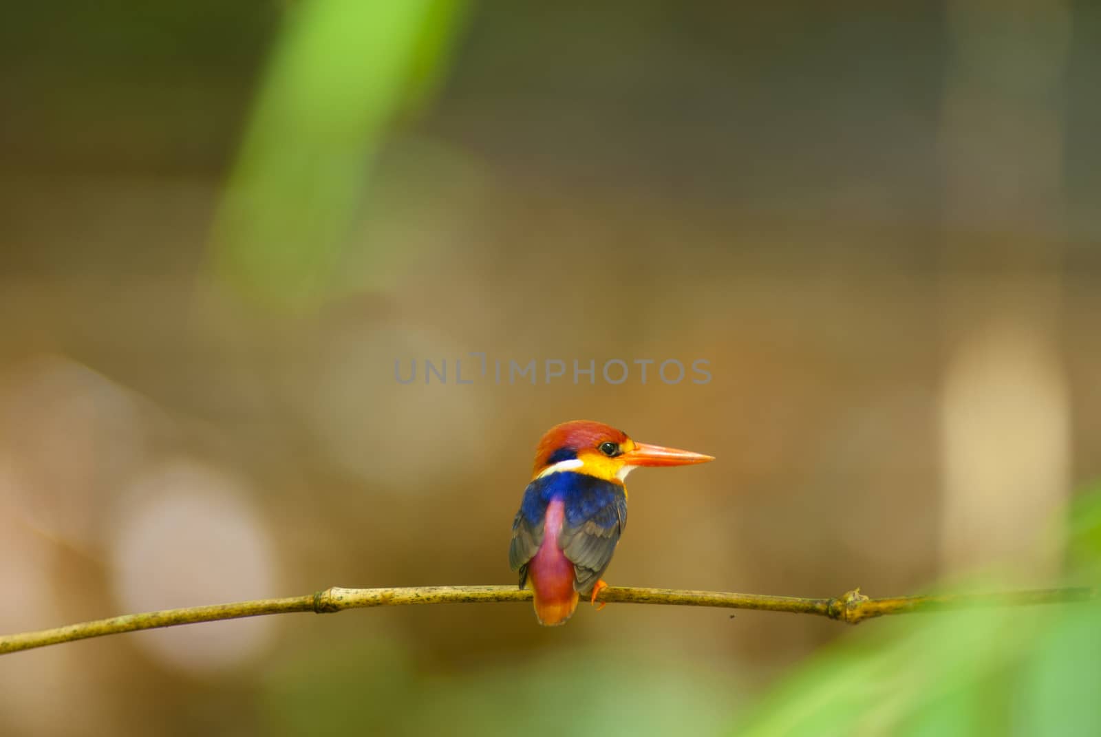 Bird colorful beautiful black-backed Kingfisher (Ceyx erithacus) in forest