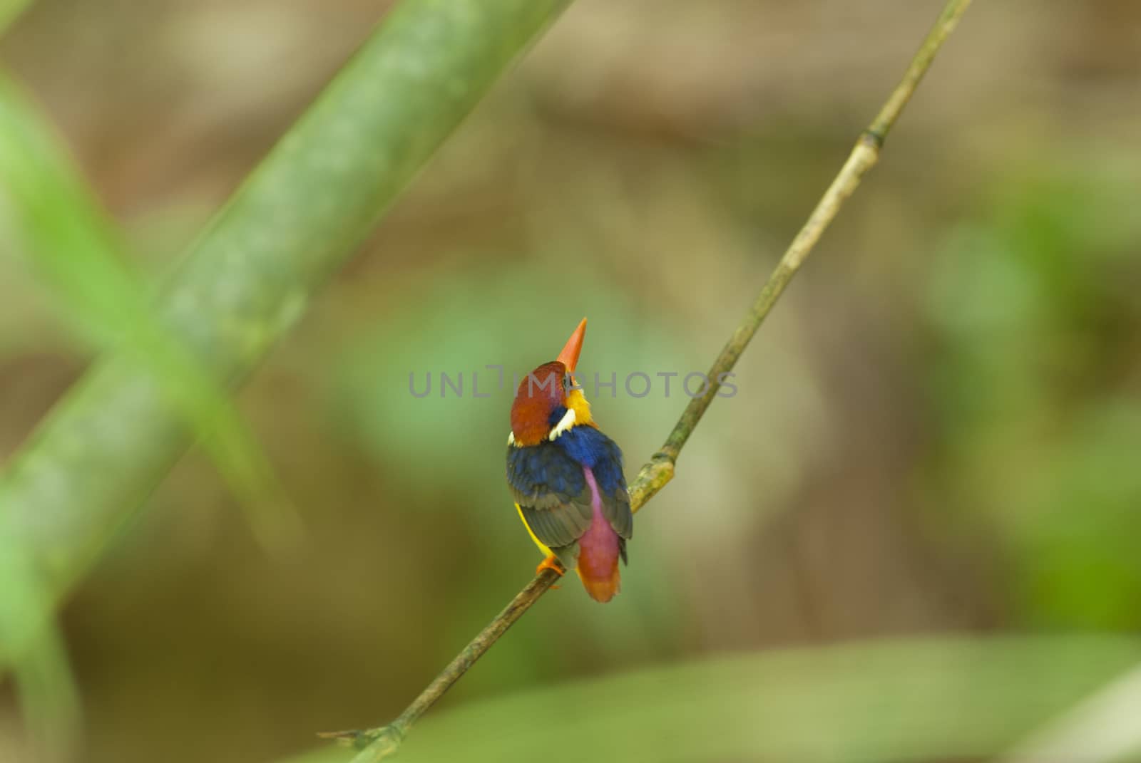 Bird colorful beautiful black-backed Kingfisher (Ceyx erithacus) in forest