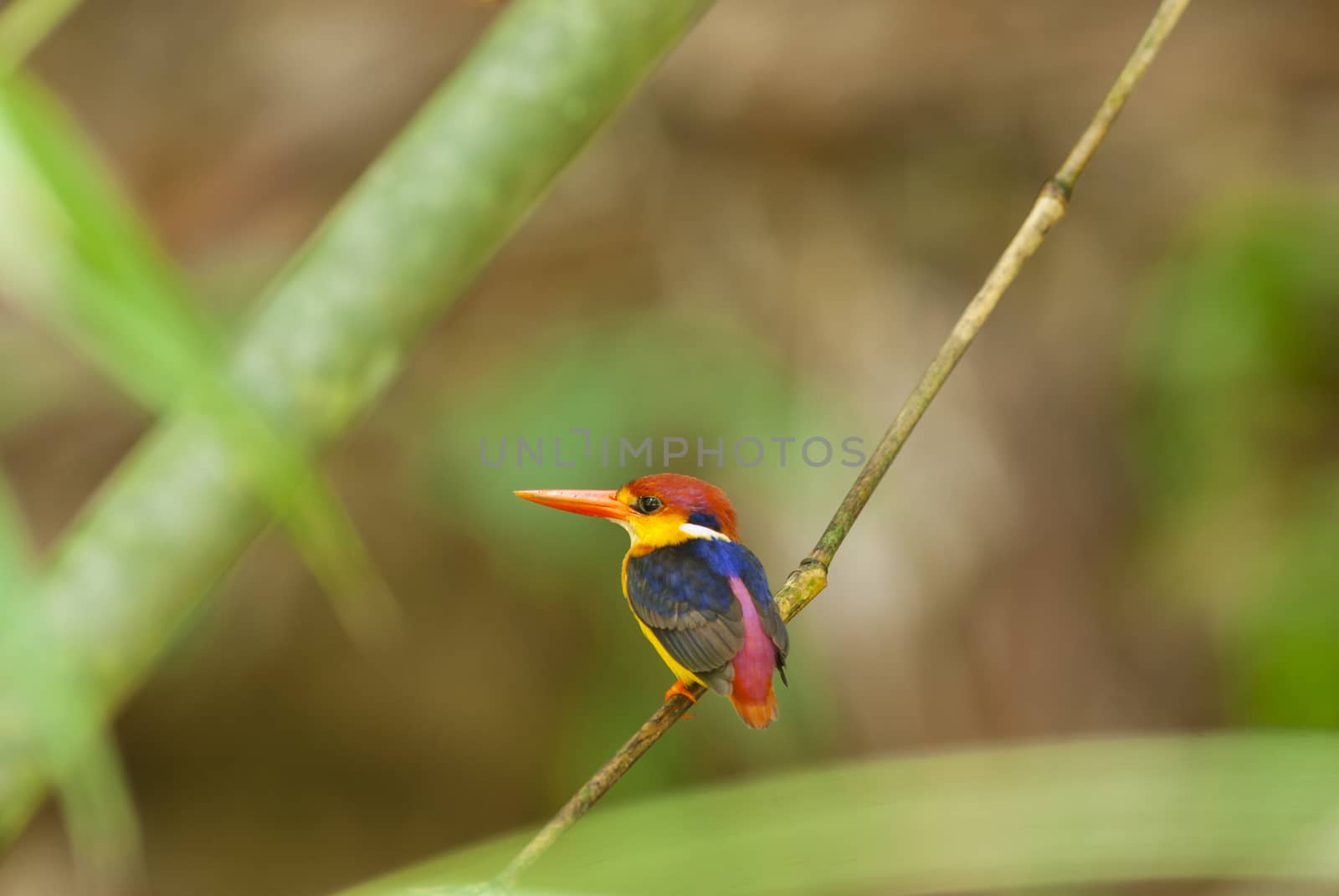 Bird colorful beautiful black-backed Kingfisher (Ceyx erithacus) in forest