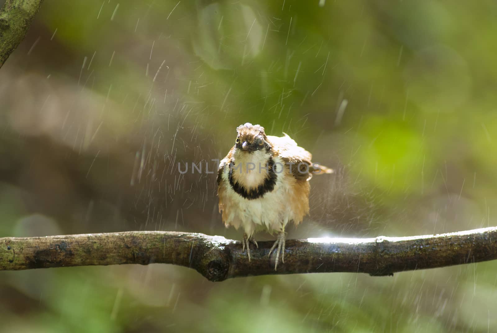 A beautiful bird in the wild Asia.In the rain.