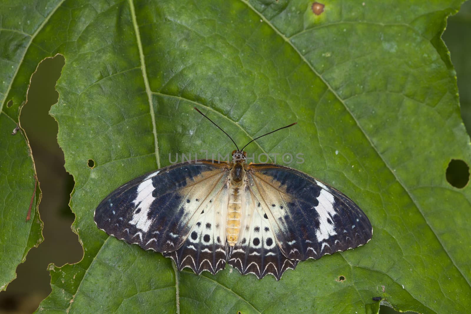 Monarch butterfly on a leaf in the forest.