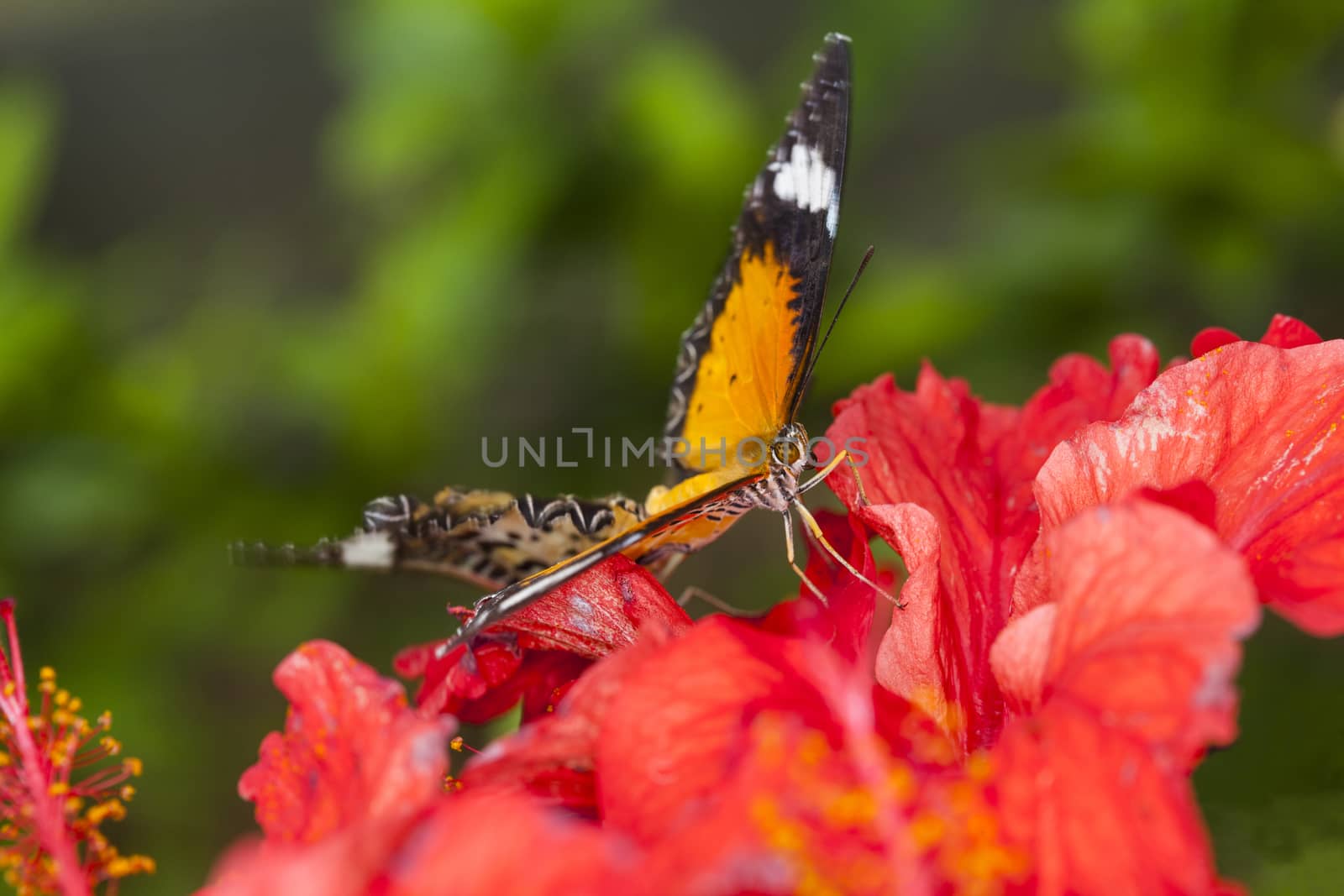 Exotic Butterfly on flowers, beautiful butterfly and flower in the garden of tropical Bali island, Indonesia. Close Up butterfly on flower.