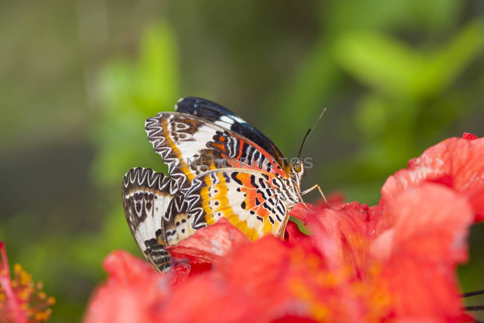 Exotic Butterfly on flowers, beautiful butterfly and flower in the garden of tropical Bali island, Indonesia. Close Up butterfly on flower.