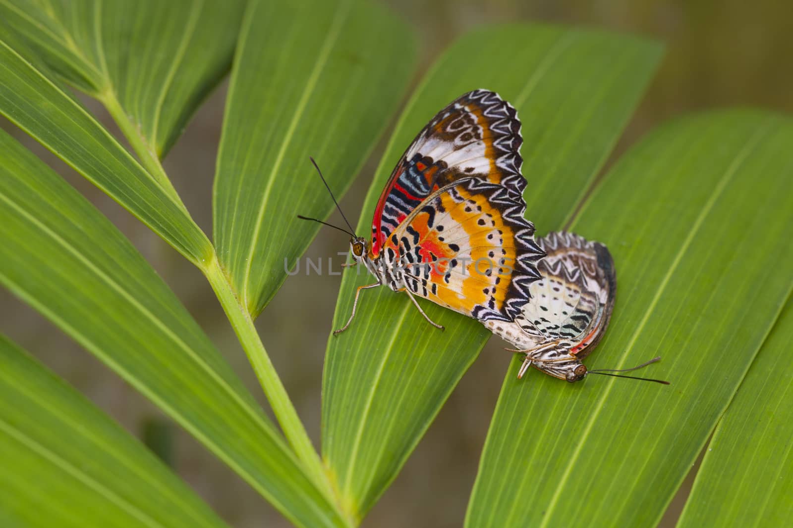Two butterfly breeding on the leaves in nature.