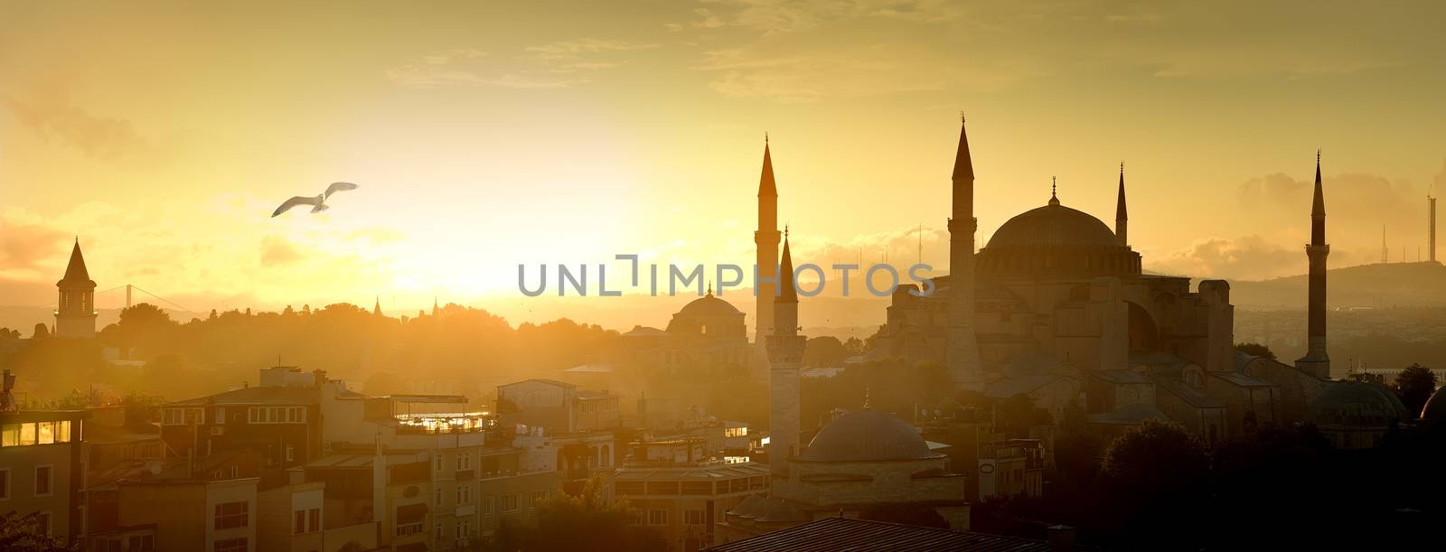 Seagull over Hagia Sophia in Istanbul at sunrise, Turkey