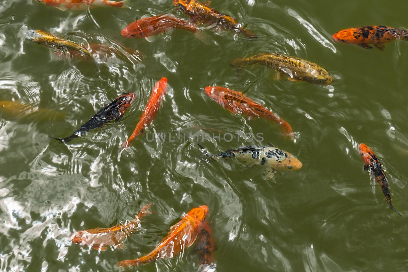 a group of beautiful koi carp fish are swimming in the natural clear pond.