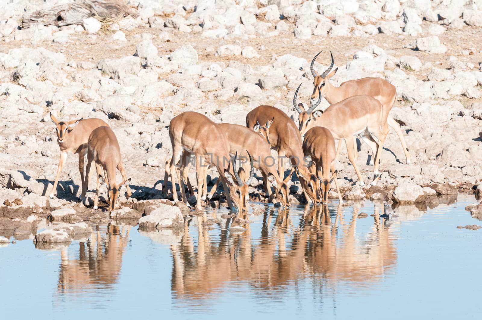 A herd of impalas (Aepyceros melampus) drinking water at a waterhole in Northern Namibia