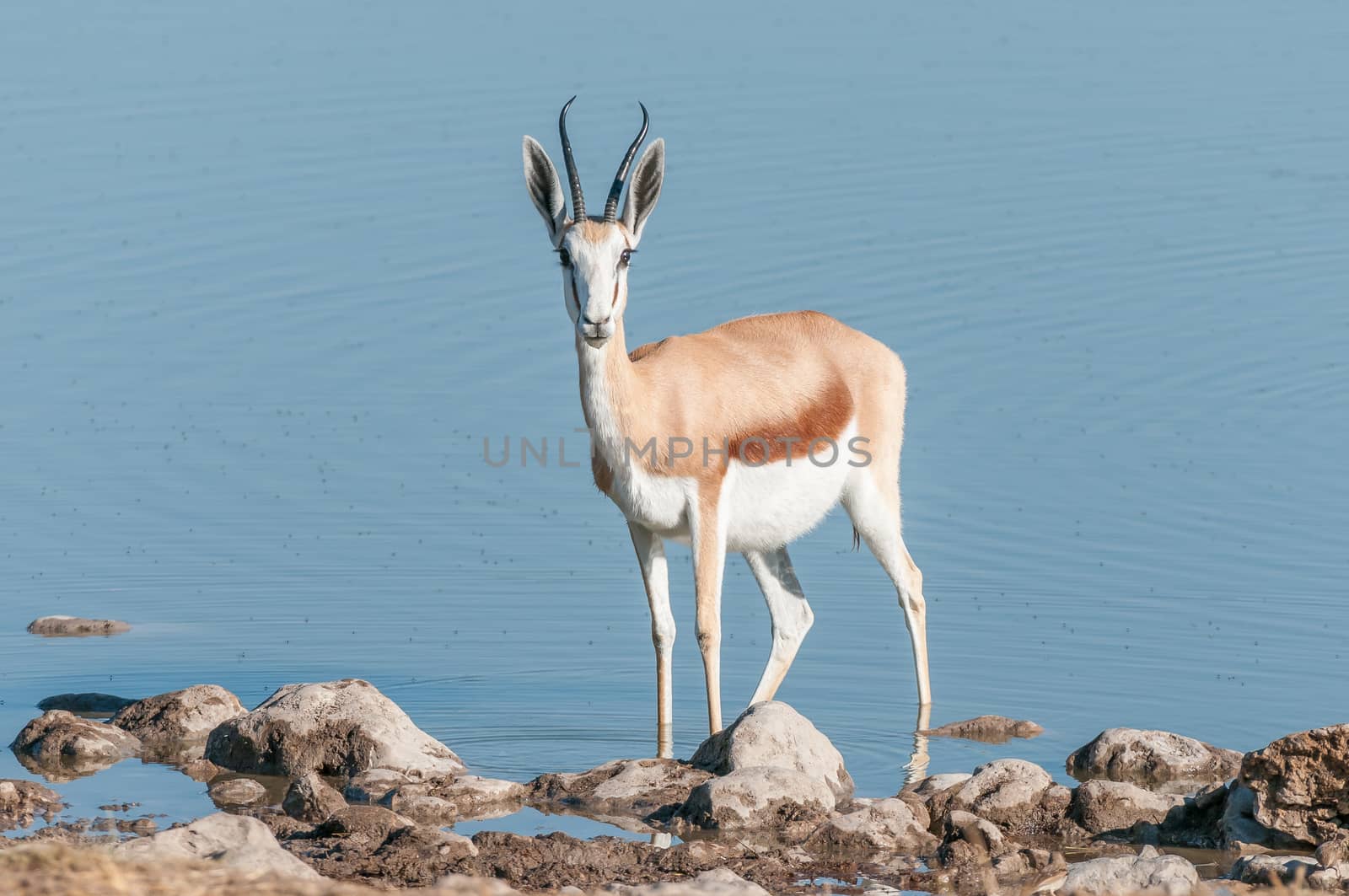 A springbok (Antidorcas marsupialis) in a waterhole in Northern Namibia