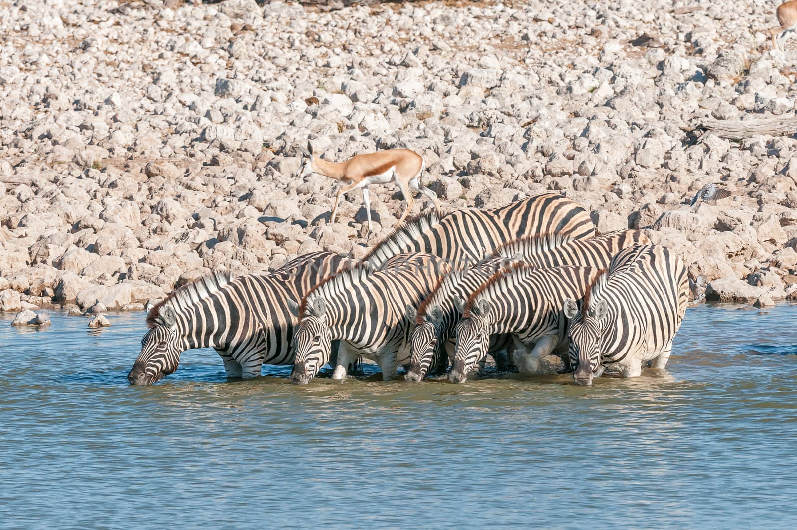 Burchells zebras, Equus quagga burchellii, drinking water at a waterhole in Northern Namibia