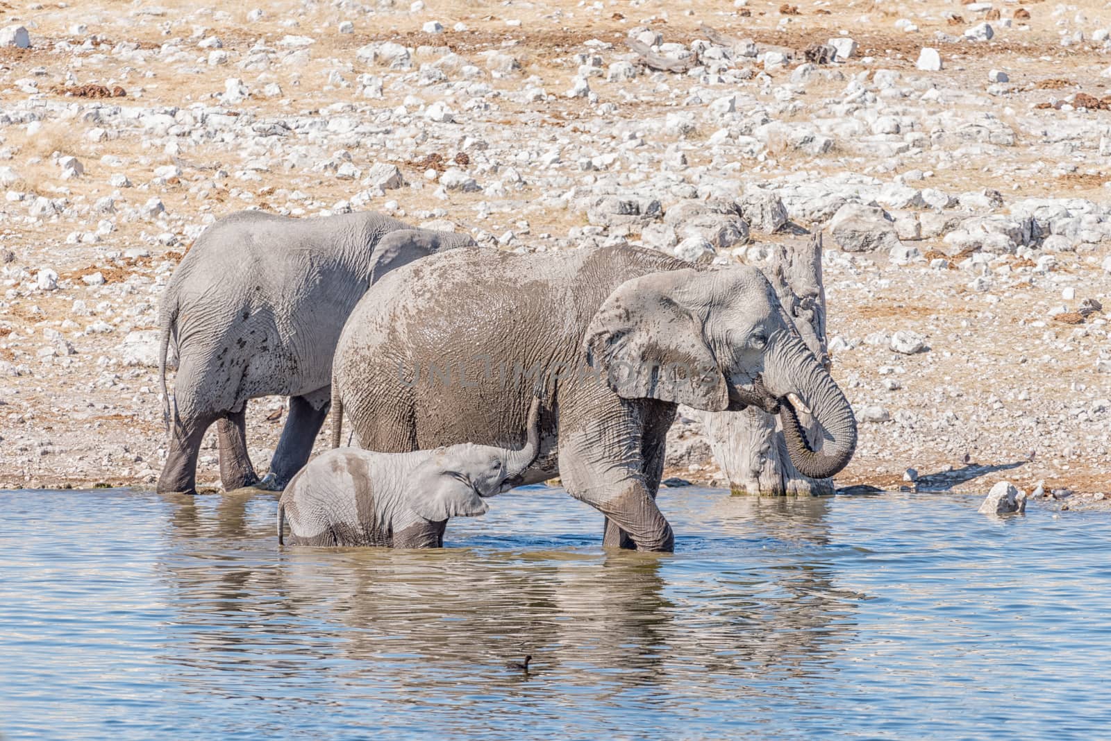 An African elephant cow and young calf, Loxodonta africana, in a waterhole in Northern Namibia