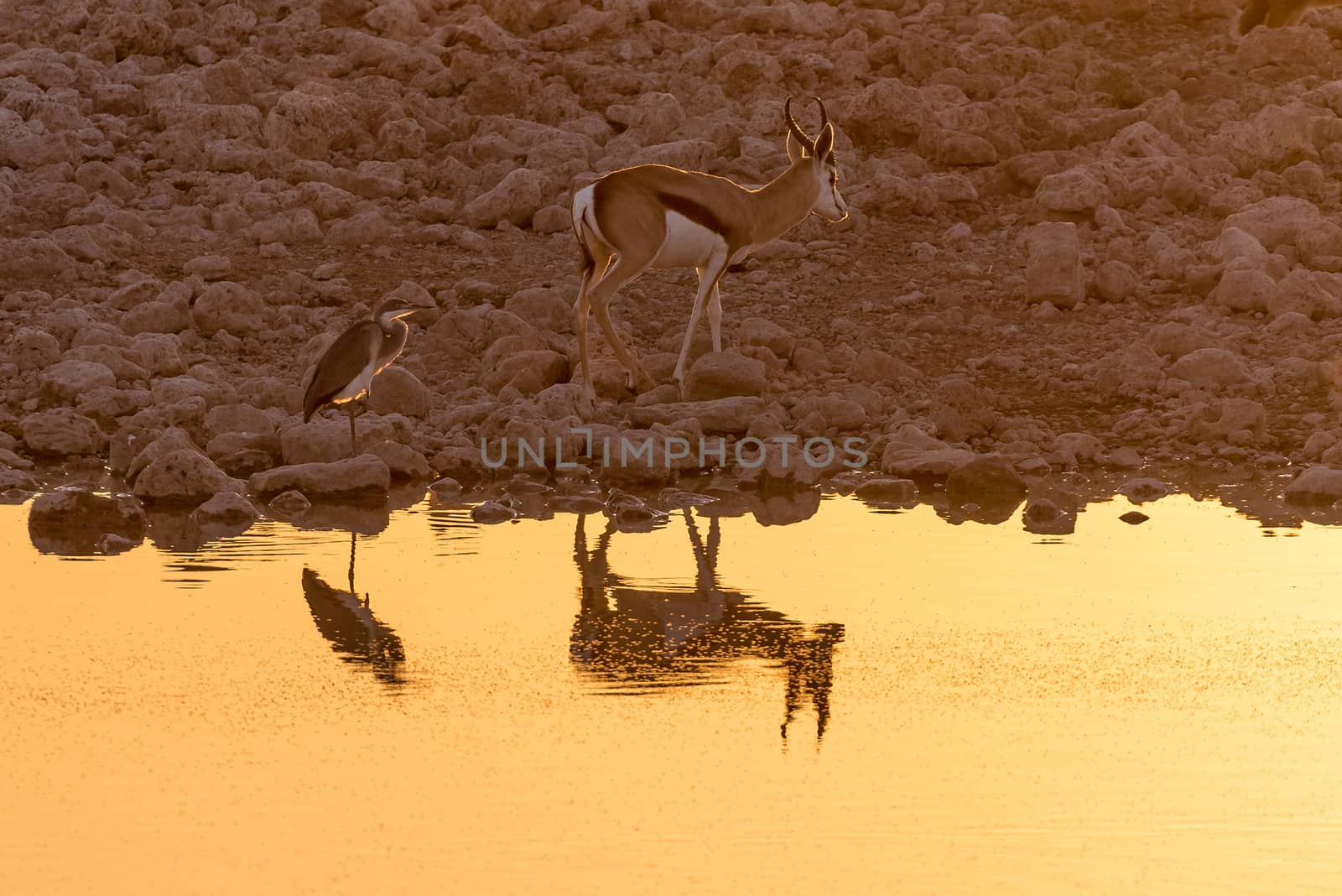 A springbok and a grey heron with reflections in the last rays of the setting sun at a waterhole in Northern Namibia