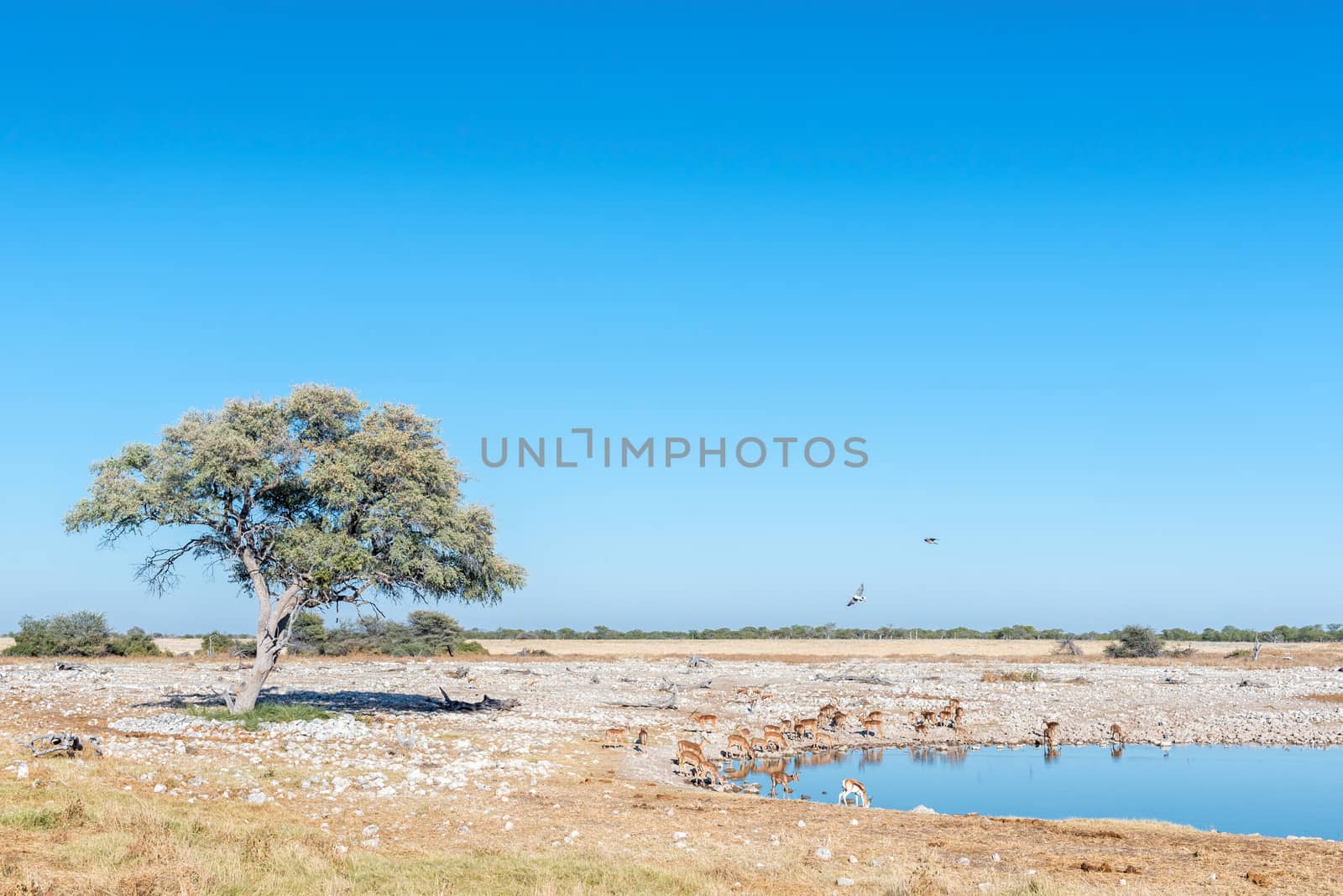 A herd of impalas (Aepyceros melampus) and a springbok drinking water at a waterhole in Northern Namibia