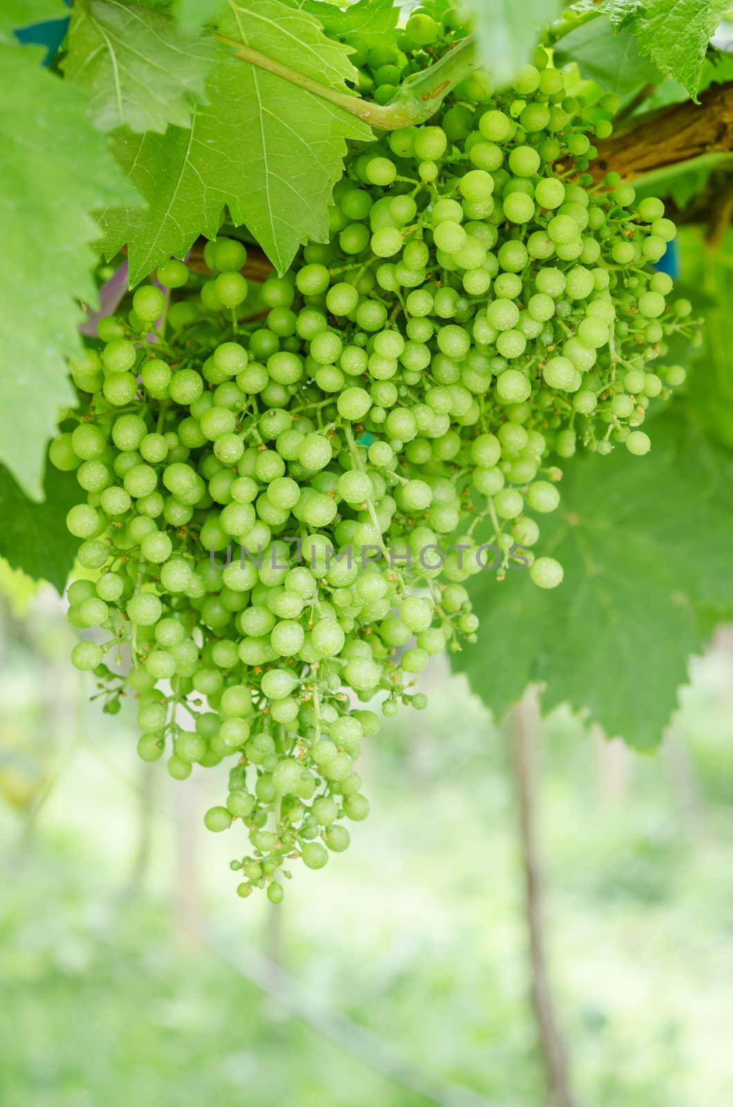 young branches of grapes on nature