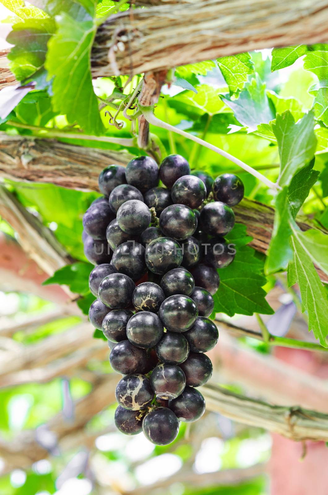 Close up of black grape on a vine. by Gamjai