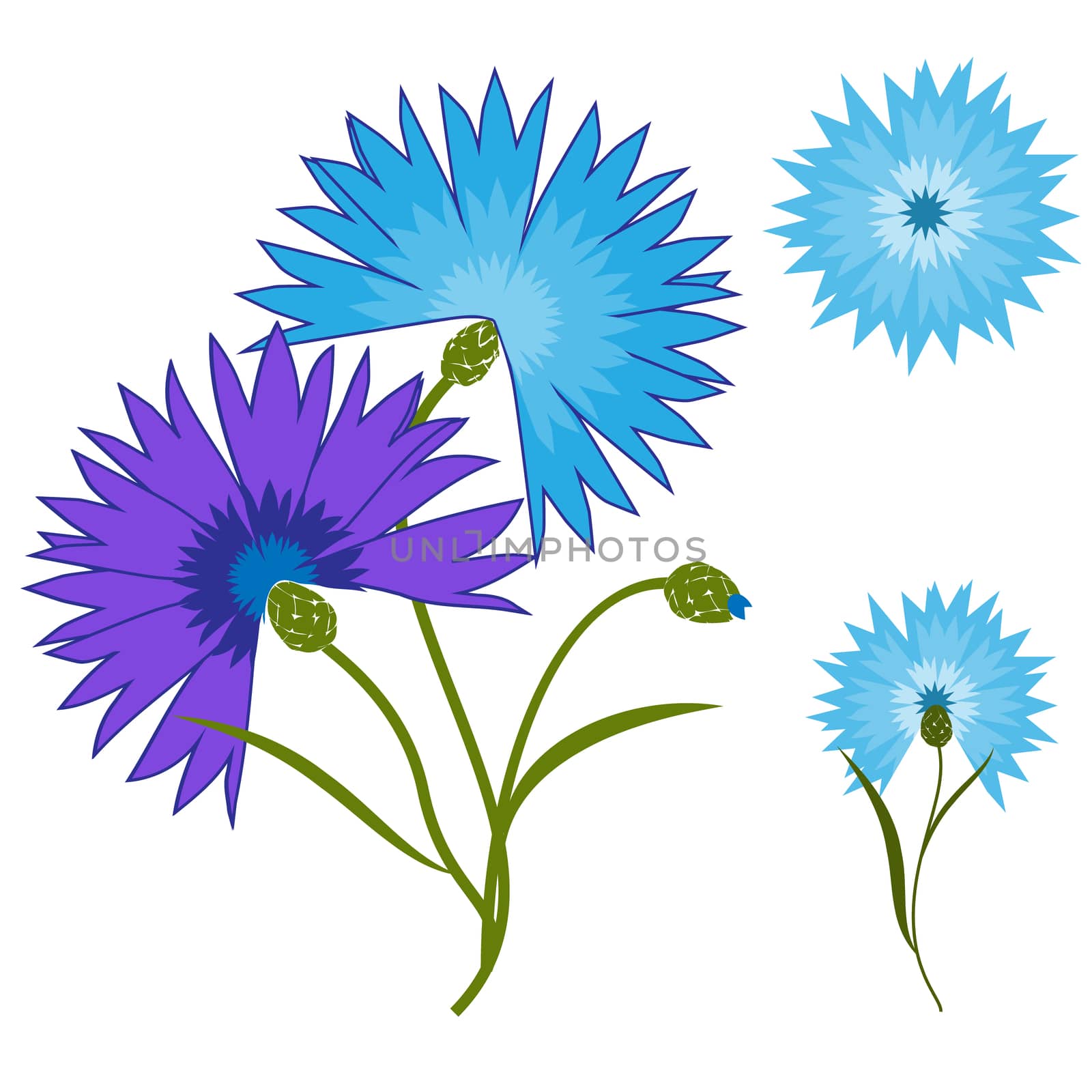 Blue flower cornflower isolated on white background. Cartoon centaurea cyanus