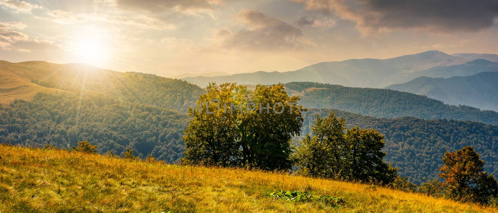 beautiful panorama of Carpathian mountains in early autumn weather. few beech tree tops behind the grassy slope of a ridge under sky with clouds at sunset