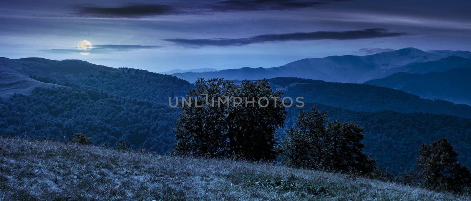 beautiful panorama of Carpathian mountains in early autumn weather. few beech tree tops behind the grassy slope of a ridge under sky with clouds at night in full moon light