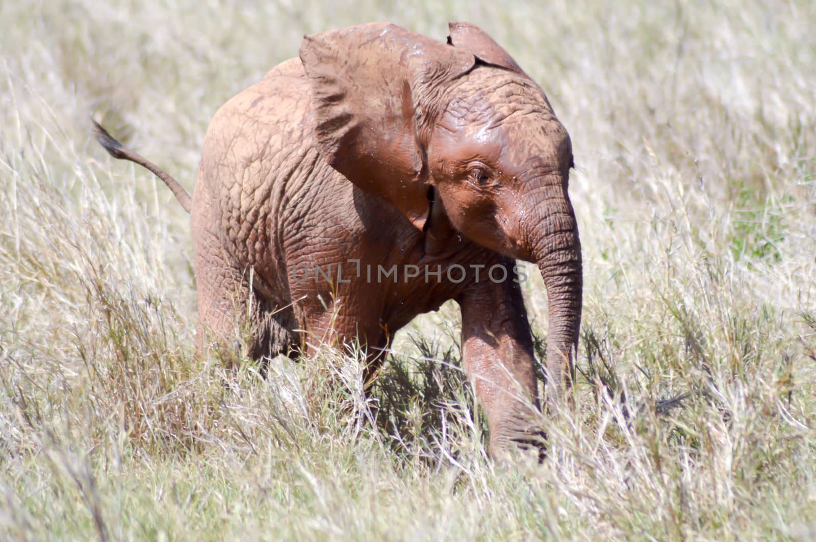 Small elephant strolling through the savanna of Tsavo West Park in Kenya