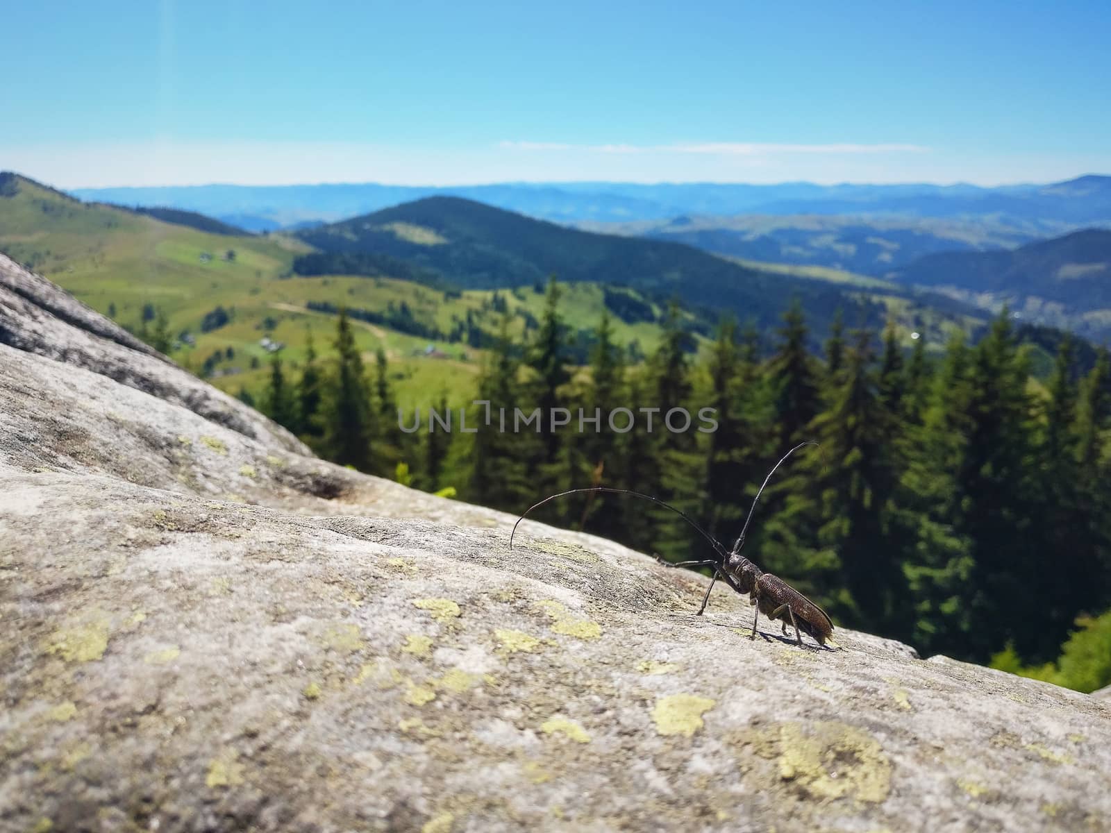 The beetle sits on a stone amidst green hills and beautiful mountains