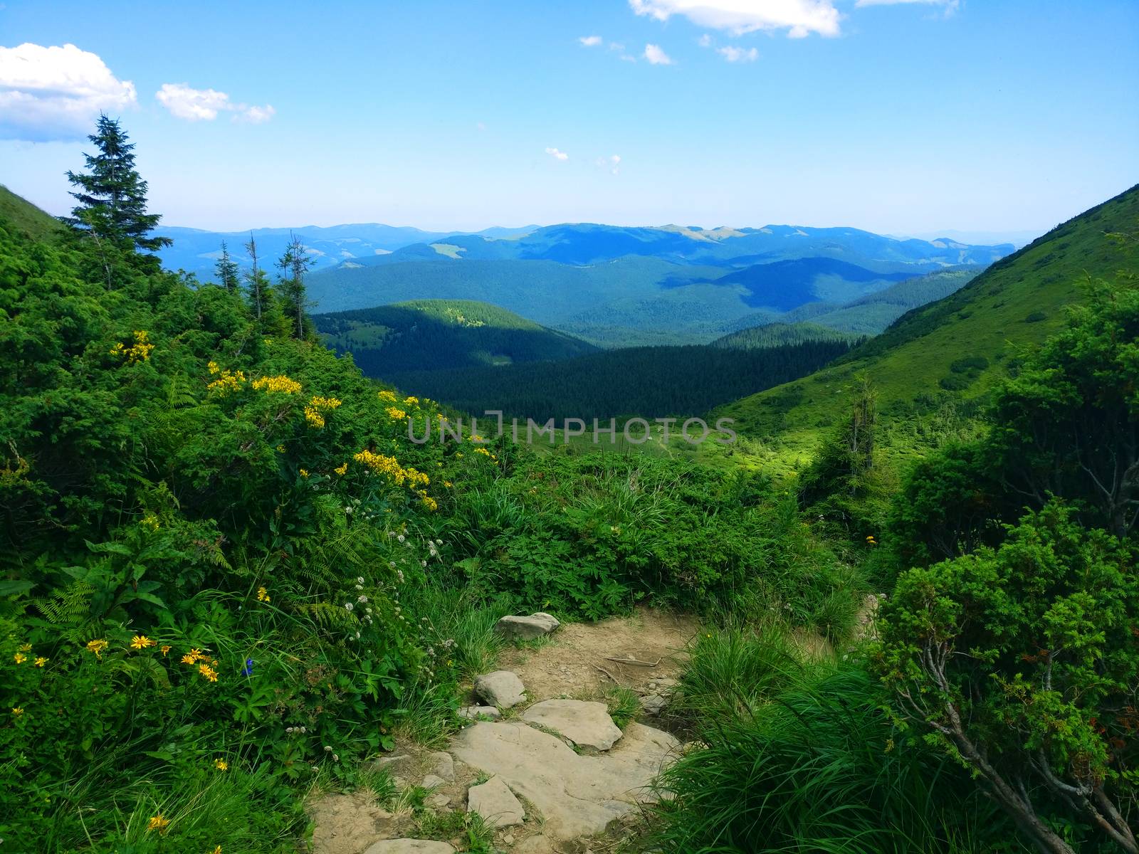 Peaceful green mountains covered of grass and trees under the clear blue sky